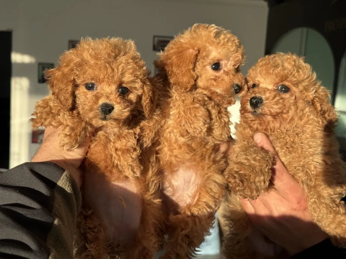 Male and female poodle puppies are given as gifts.