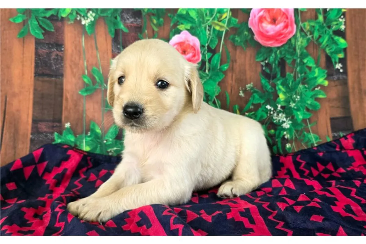 Des chiots Golden Retriever mâles et femelles sont offerts en cadeau.