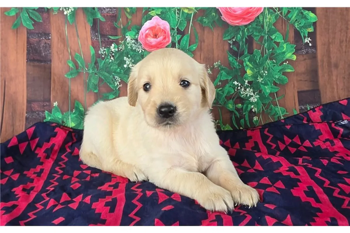 Des chiots Golden Retriever mâles et femelles sont offerts en cadeau.