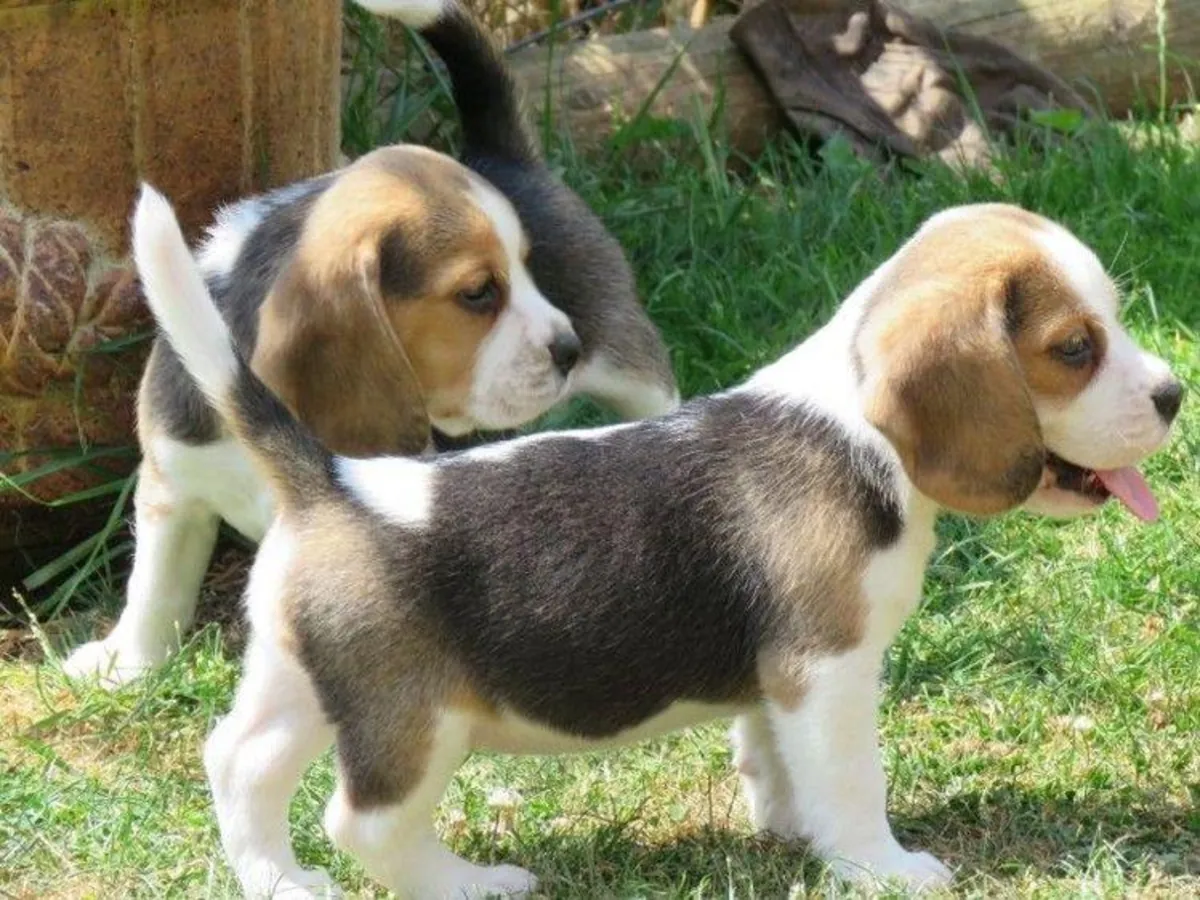 Chiots Beagle mâles et femelles à offrir.