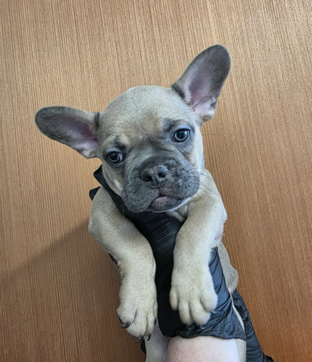 Des chiots bouledogues français mâles et femelles sont offerts en cadeau.