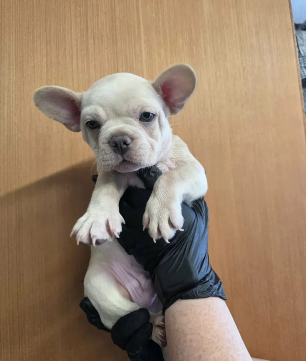Des chiots bouledogues français mâles et femelles sont offerts en cadeau.