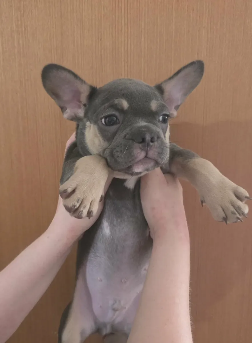 Des chiots bouledogues français mâles et femelles sont offerts en cadeau.