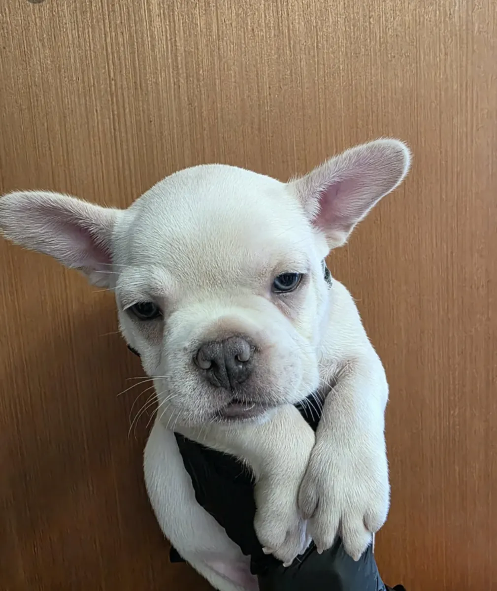 Des chiots bouledogues français mâles et femelles sont offerts en cadeau.