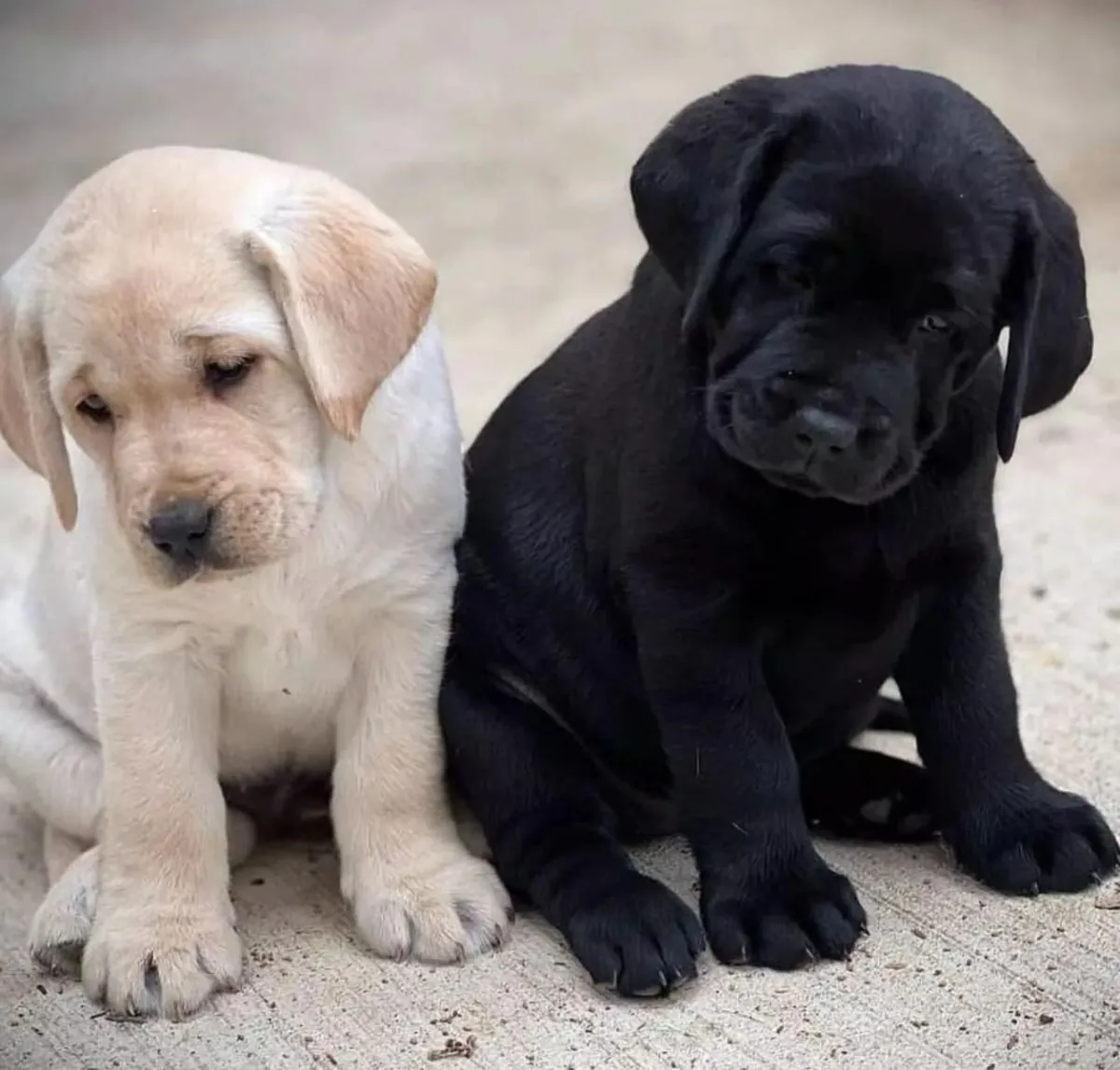 Des chiots Labrador Retriever mâles et femelles sont offerts en cadeau.