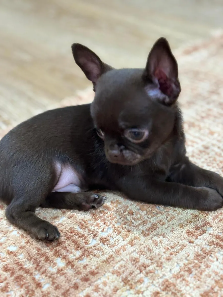 Des chiots Chihuahua mâles et femelles sont offerts en cadeau.