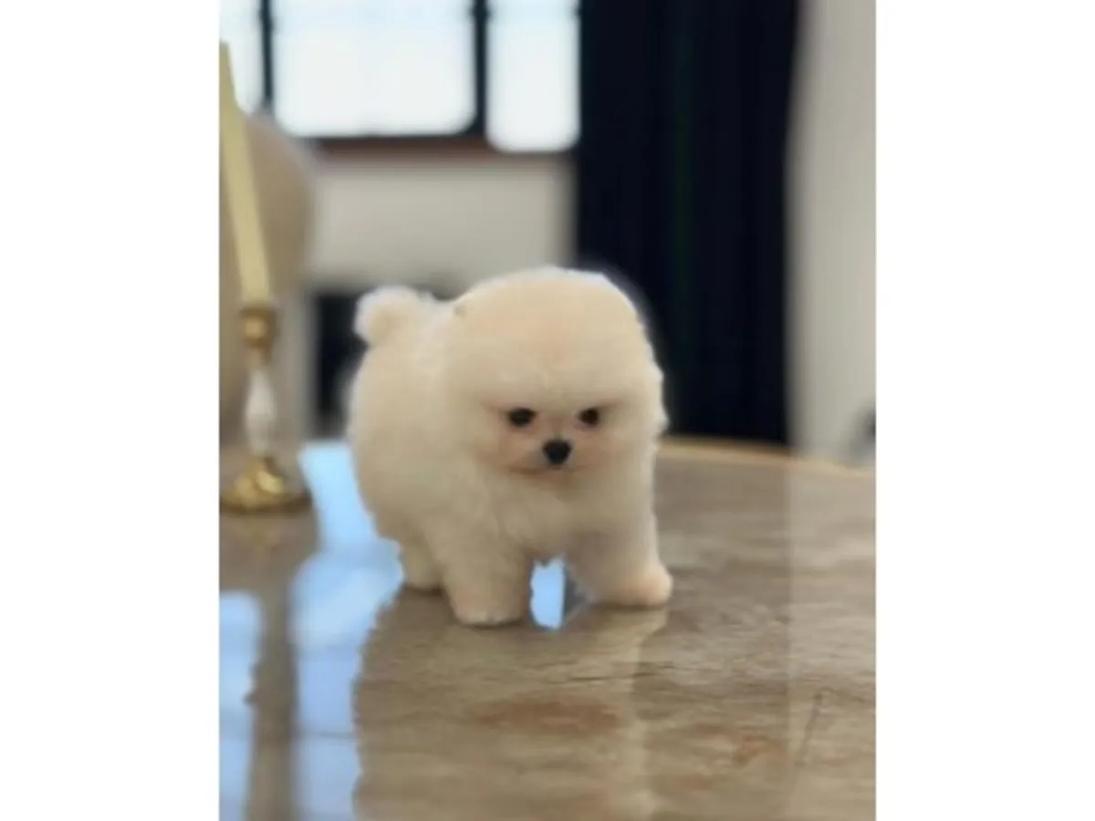 Safkan Pomeranian erkek yavrusu