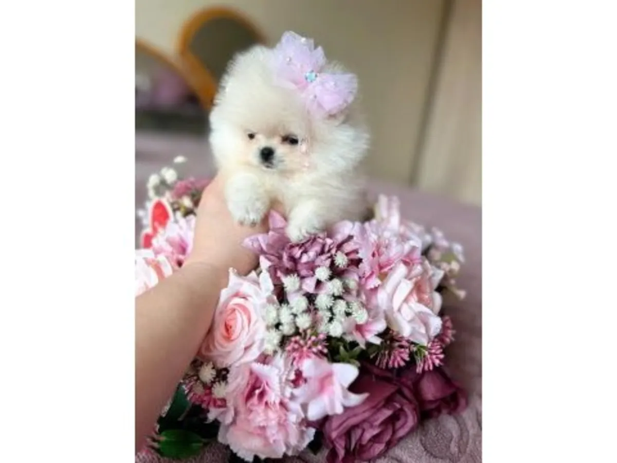 Mini boy Pomeranian dişi yavru oyuncu ve sağlıklı