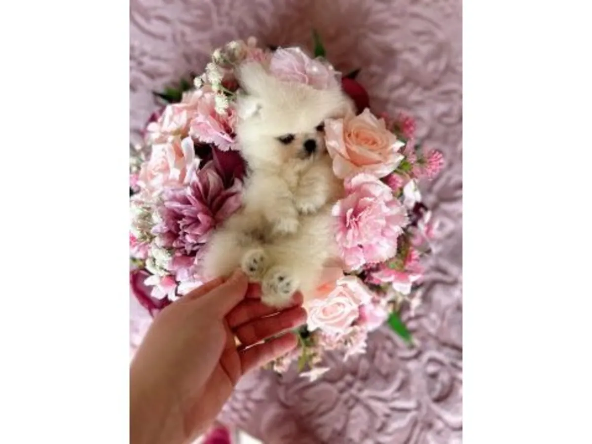 Mini boy Pomeranian dişi yavru oyuncu ve sağlıklı