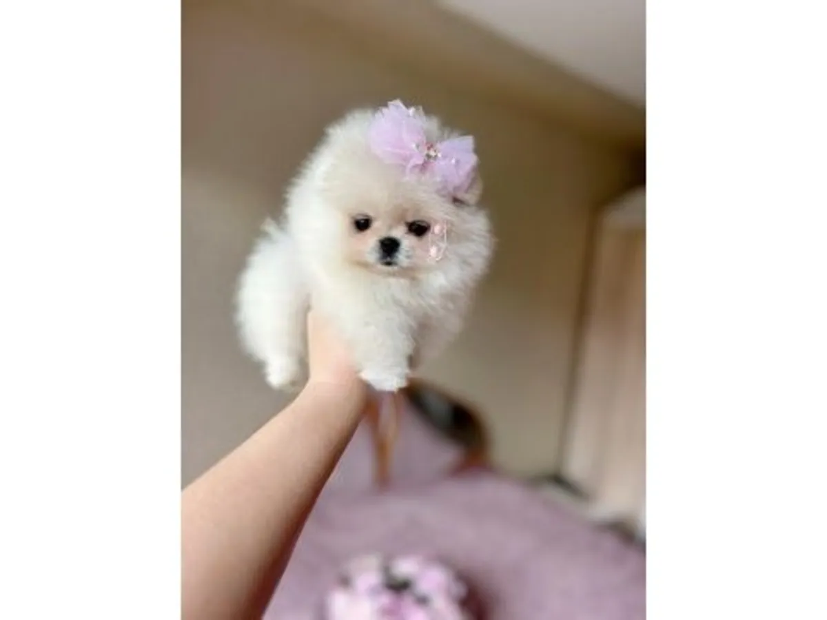 Mini boy Pomeranian dişi yavru oyuncu ve sağlıklı