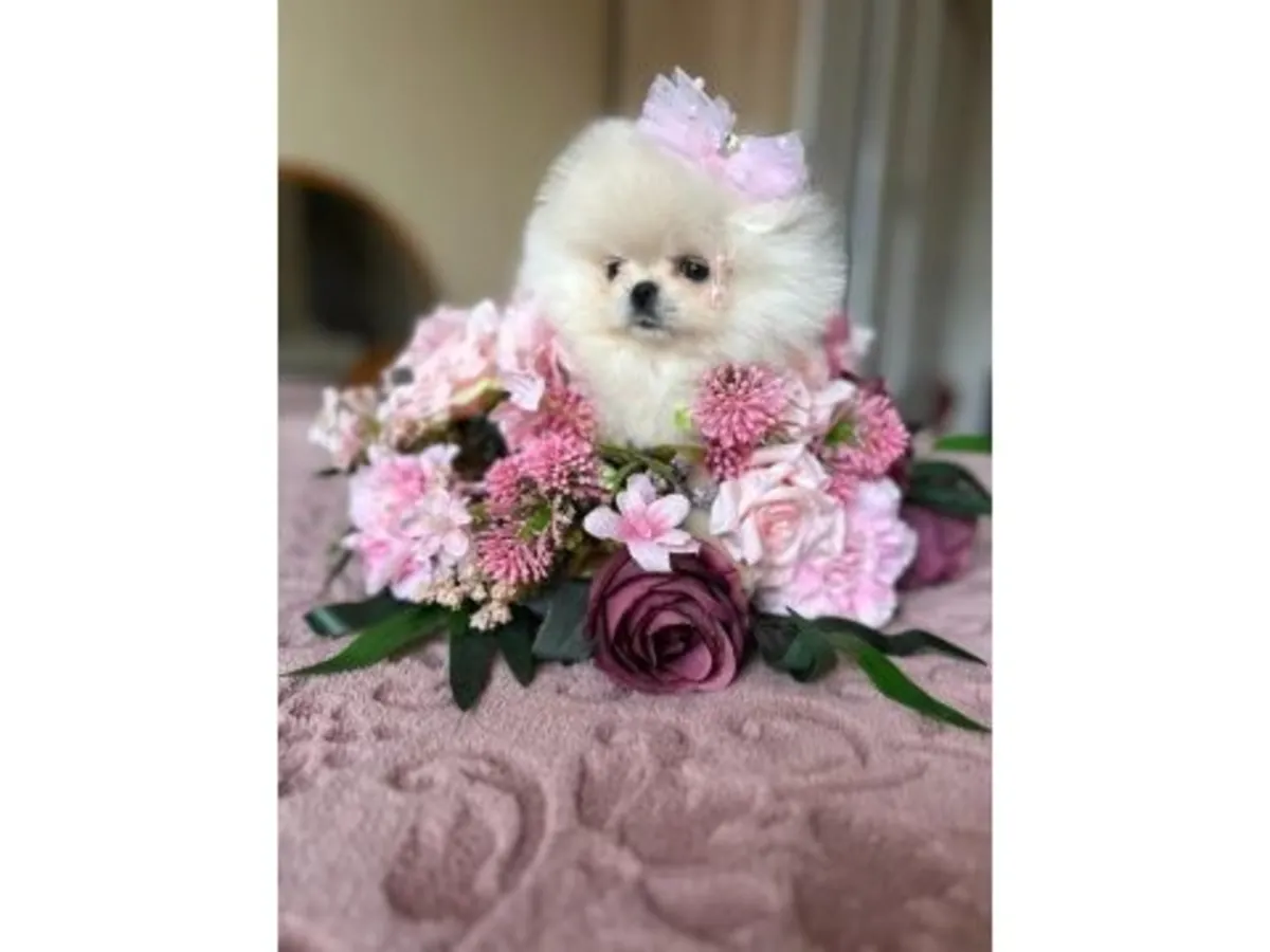 Mini boy Pomeranian dişi yavru oyuncu ve sağlıklı