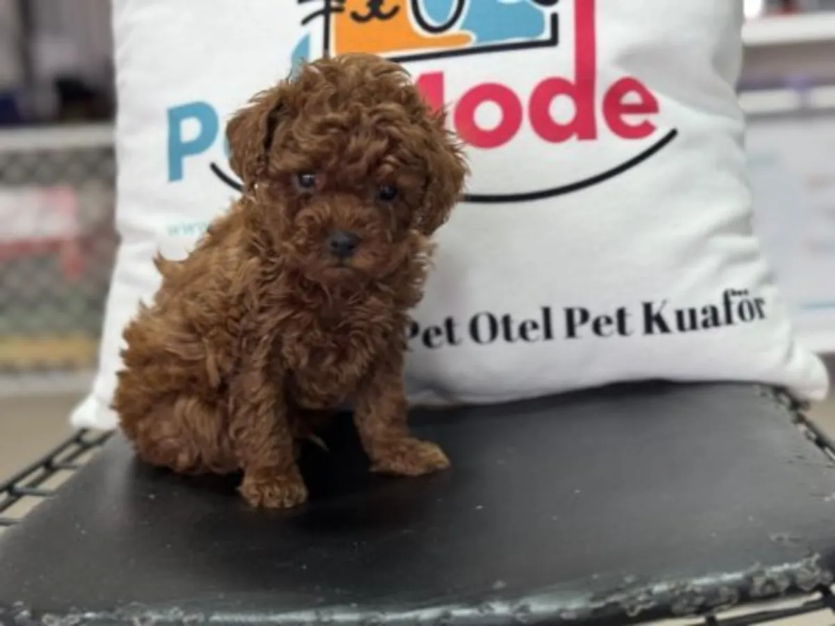 Red Toy Poodle erkek yavru tuvalet eğitimine yatkın