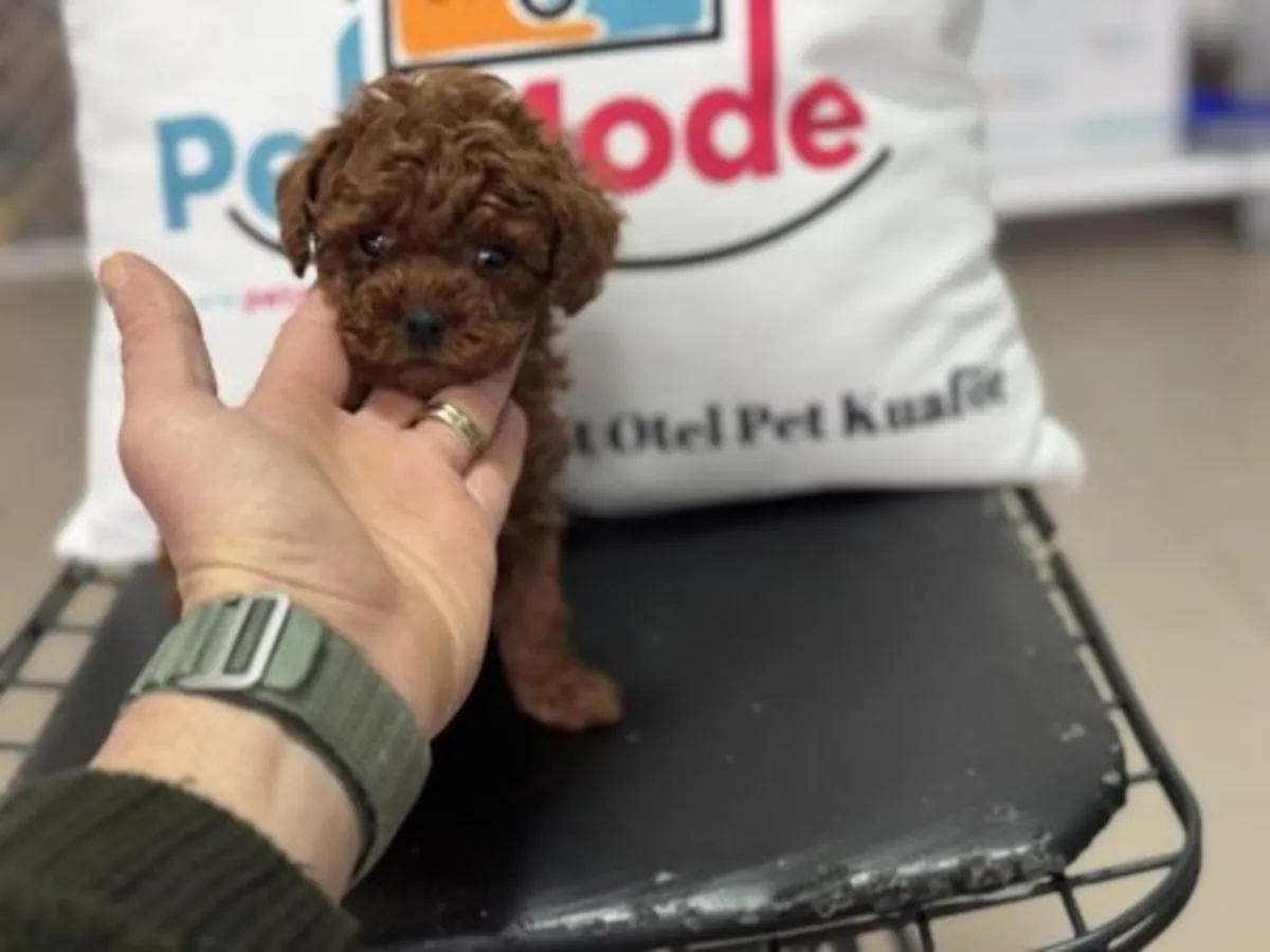 Red Toy Poodle erkek yavru tuvalet eğitimine yatkın
