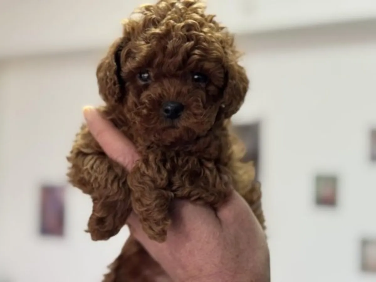 Red Toy Poodle erkek yavru tuvalet eğitimine yatkın