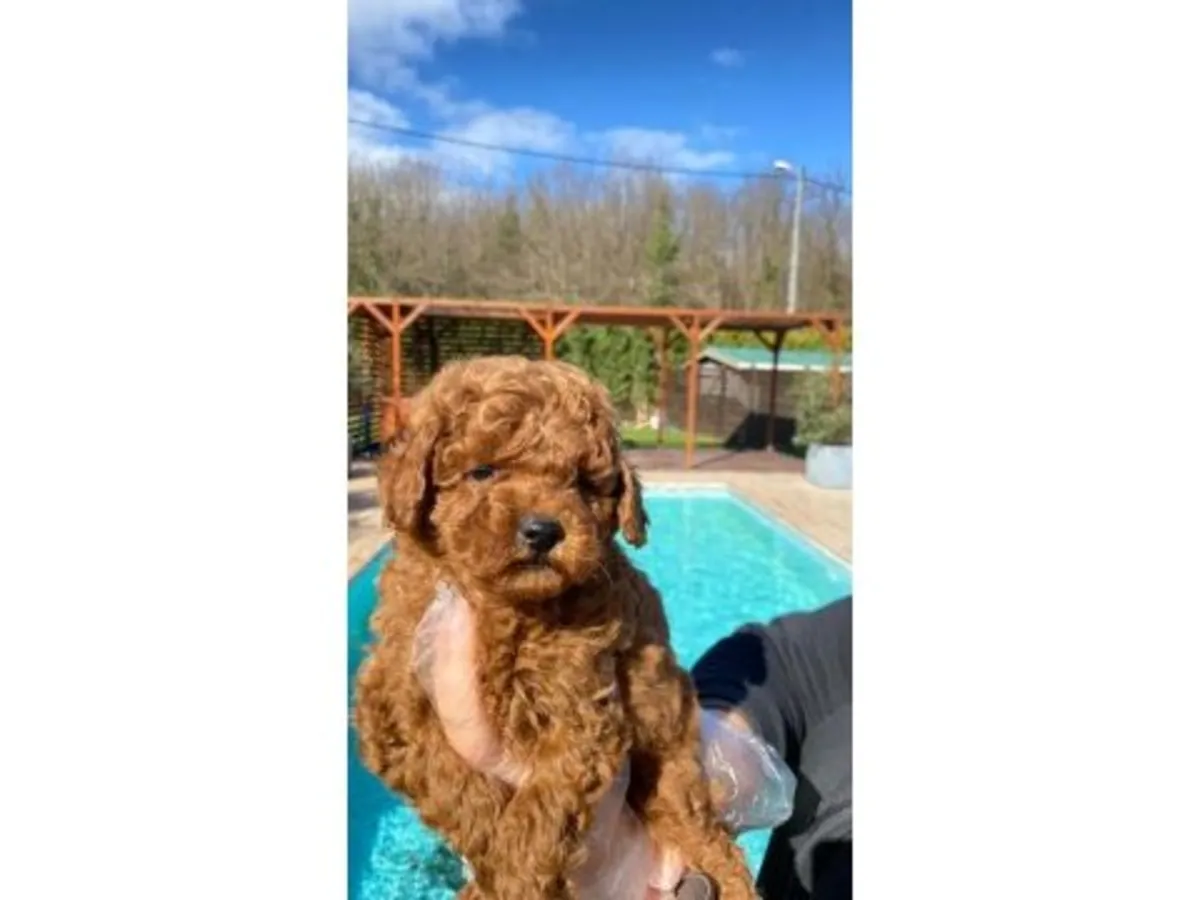 Oyuncu karakterli apricot Toy Poodle dişi yavru