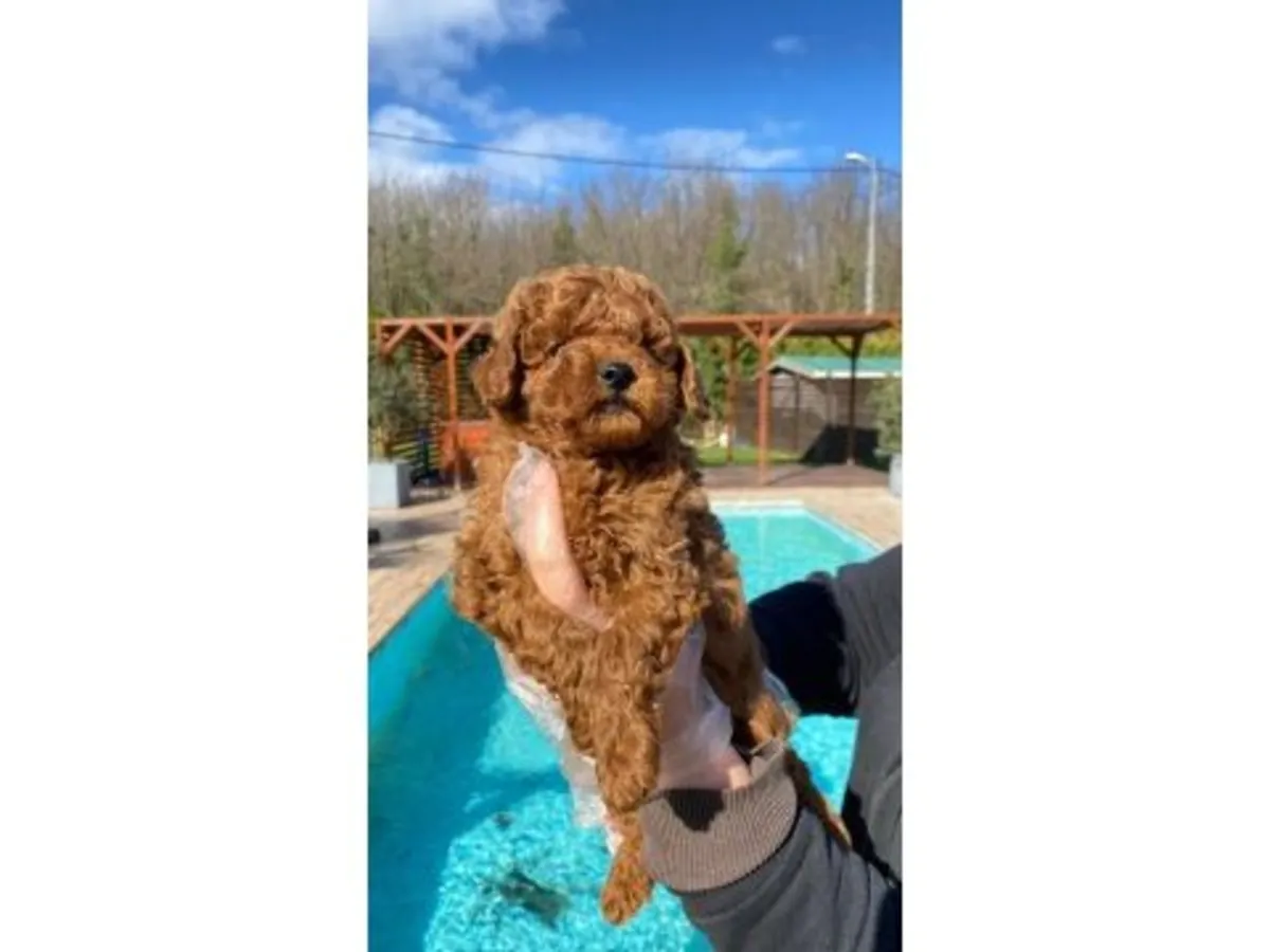 Oyuncu karakterli apricot Toy Poodle dişi yavru