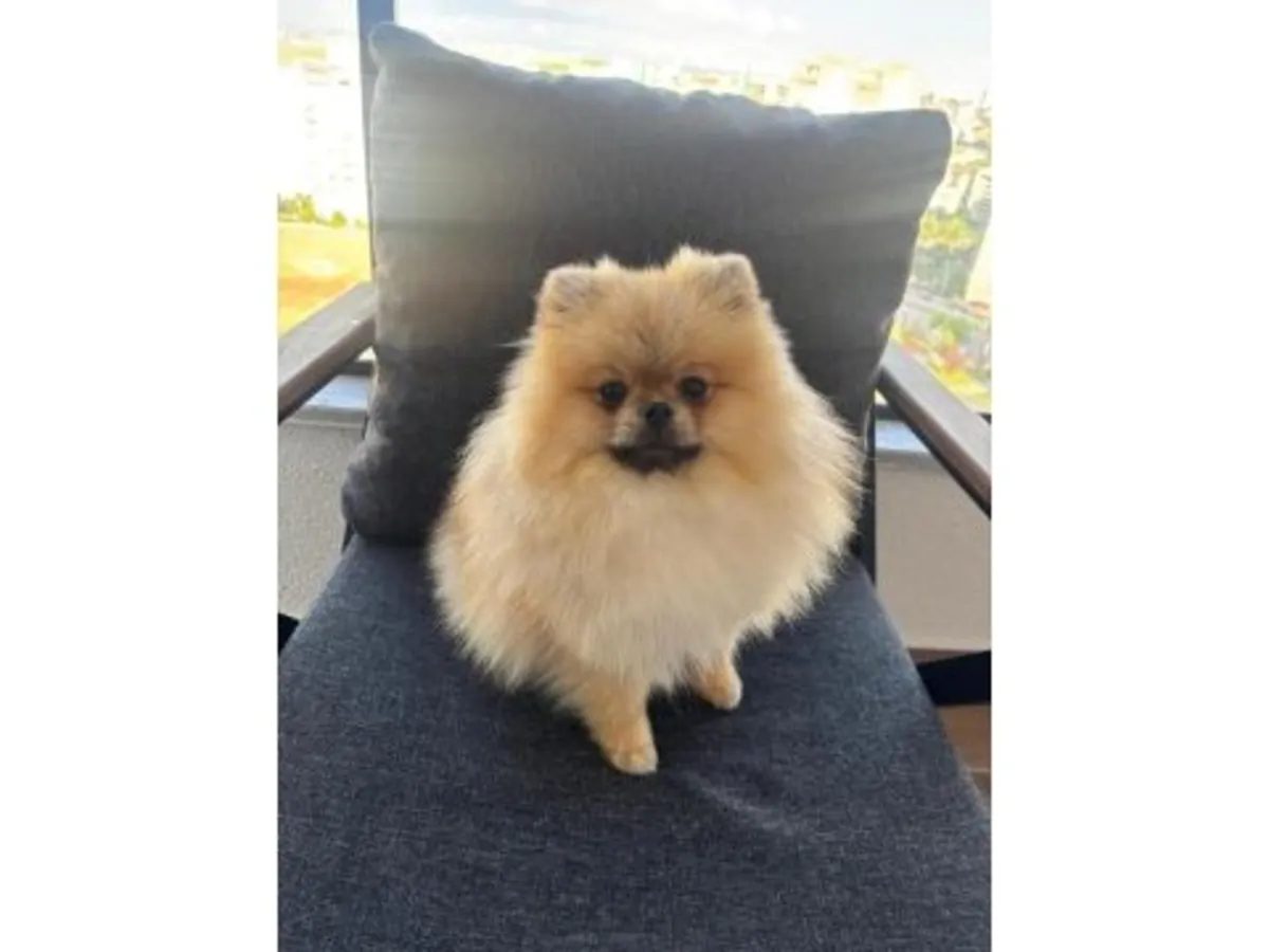 Ev ortamında büyütülmüş, kabarık tüylü turuncu Pomeranya köpeği.