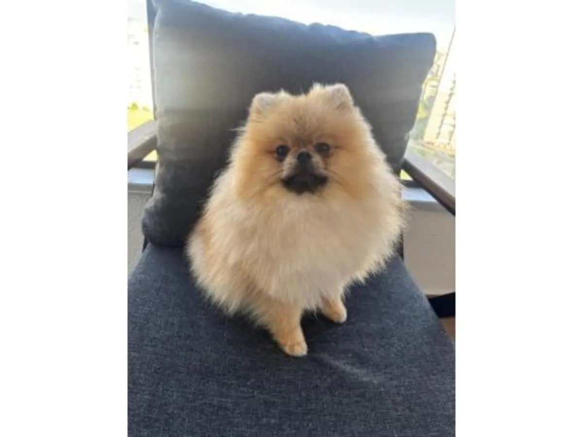 Ev ortamında büyütülmüş, kabarık tüylü turuncu Pomeranya köpeği.