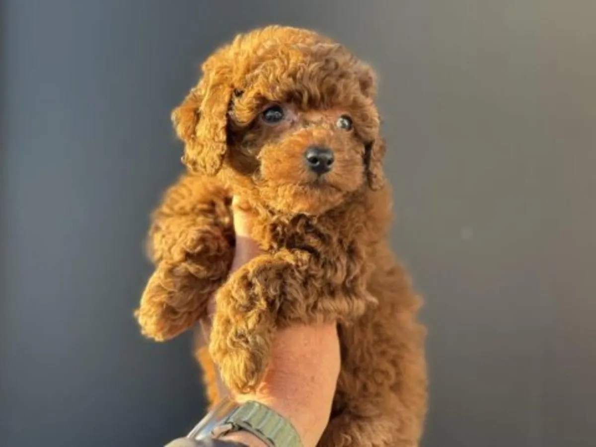 Kıvırcık ve yoğun tüylü, zeki kırmızı renkli Oyuncak Kaniş erkek çocuğu.