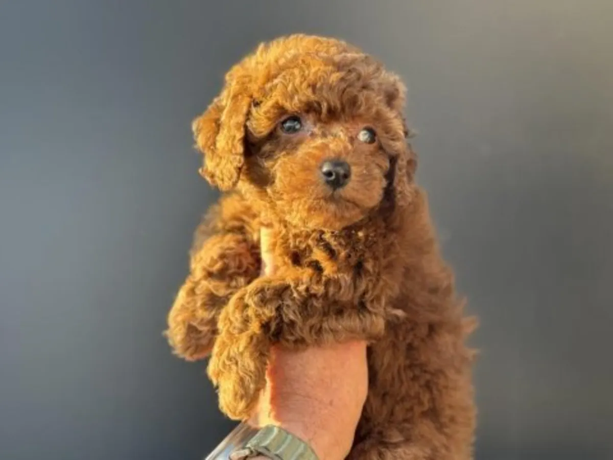 Kıvırcık ve yoğun tüylü, zeki kırmızı renkli Oyuncak Kaniş erkek çocuğu.