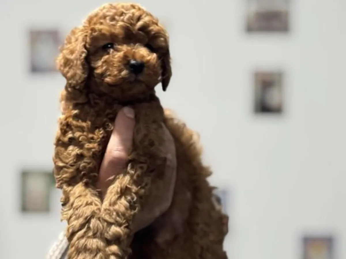 Kayısı rengi Toy Poodle dişi, çok sosyal ve ev ortamında büyütülmüş.