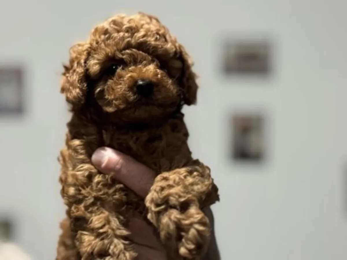 Kayısı rengi Toy Poodle dişi, çok sosyal ve ev ortamında büyütülmüş.