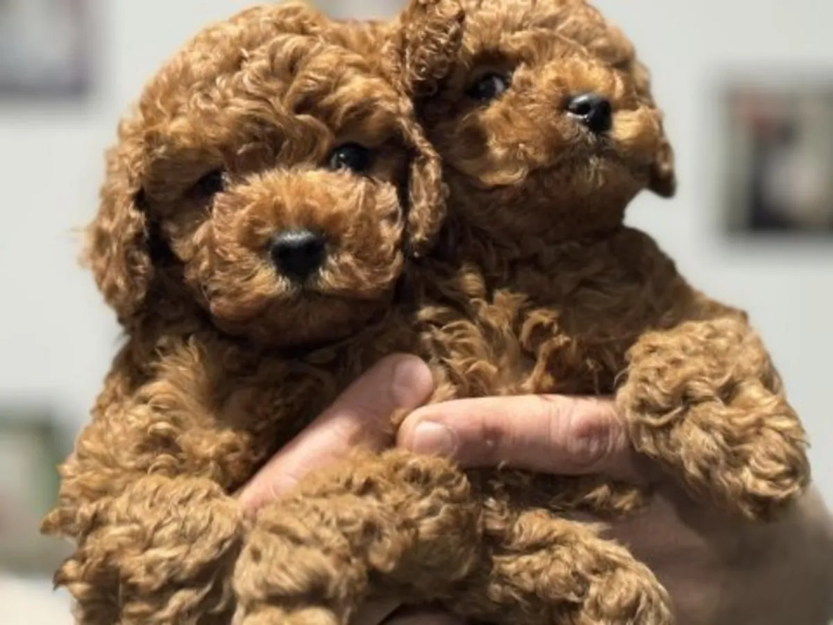 Kayısı rengi Toy Poodle dişi, çok sosyal ve ev ortamında büyütülmüş.