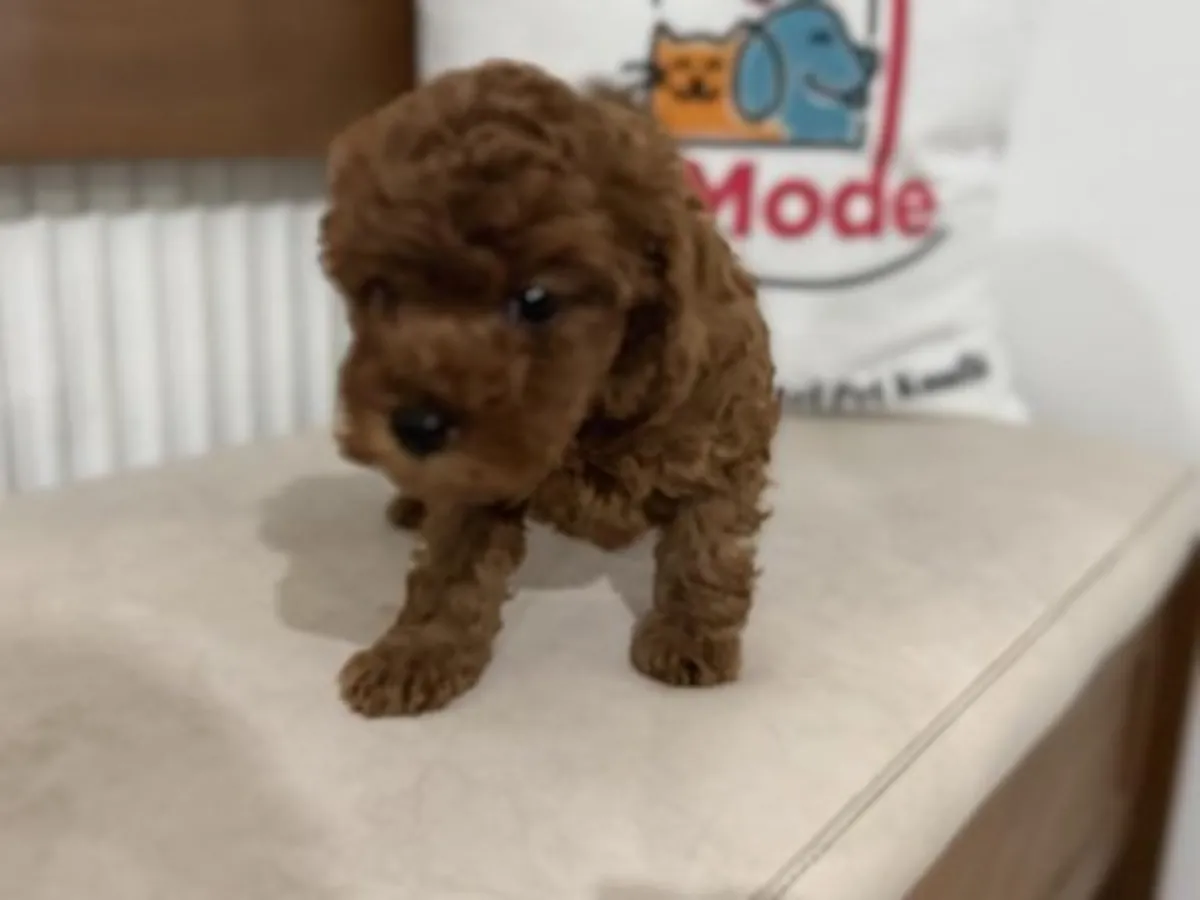 Kayısı rengi Toy Poodle dişi, çok sosyal ve ev ortamında büyütülmüş.