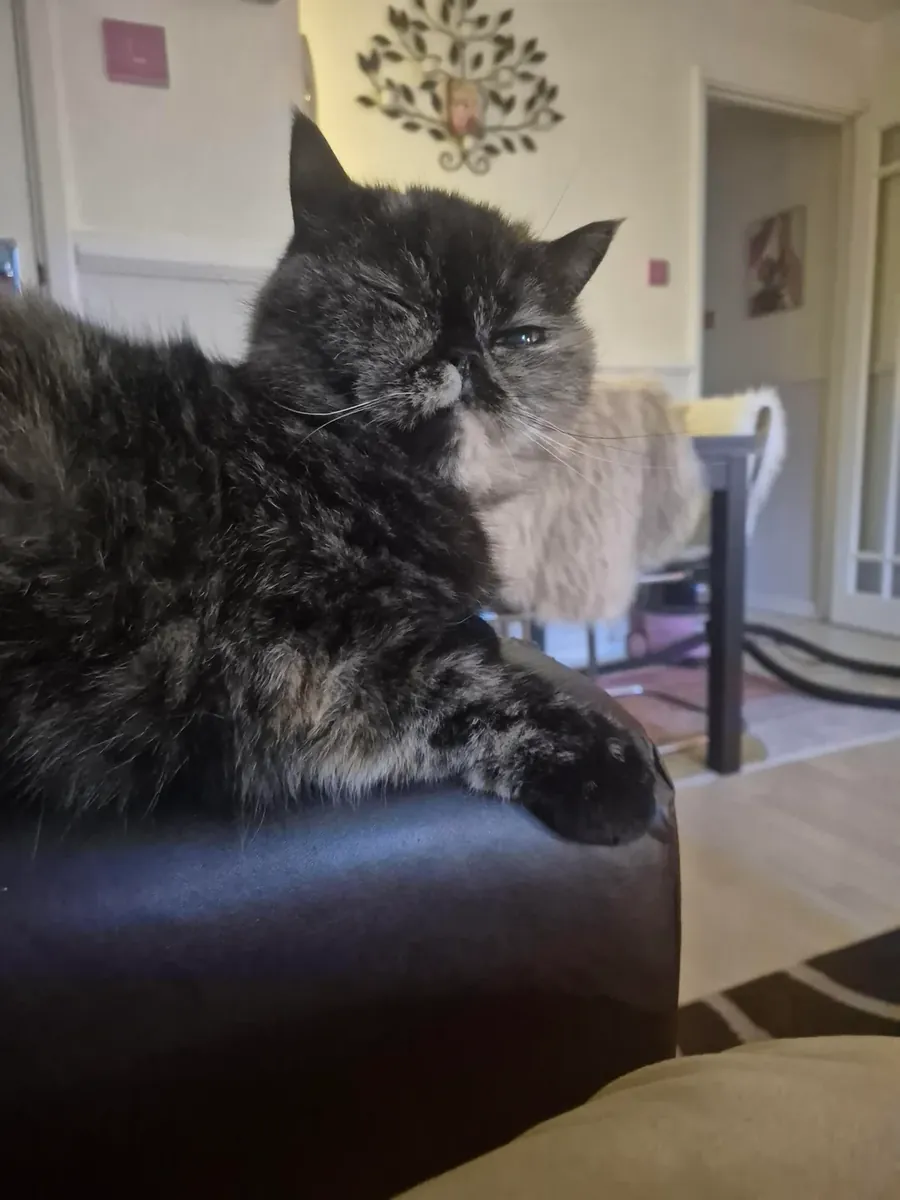 Chatte Exotic Shorthair calme cherche un foyer paisible