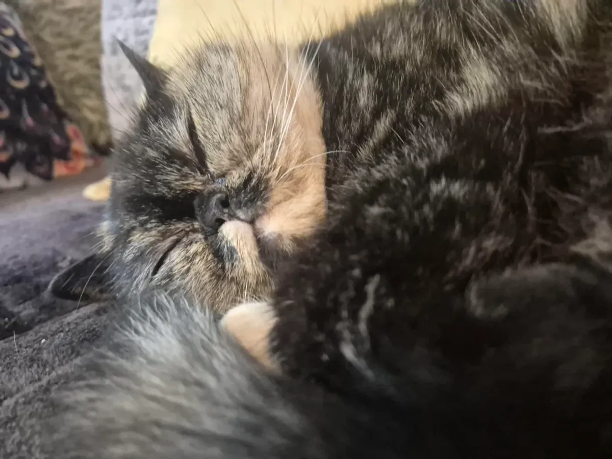 Chatte Exotic Shorthair calme cherche un foyer paisible