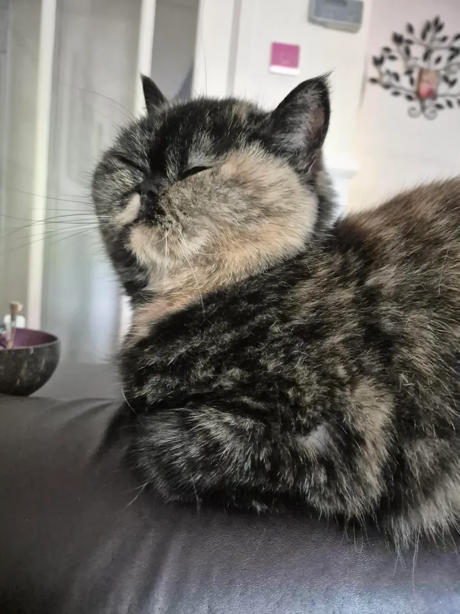 Chatte Exotic Shorthair calme cherche un foyer paisible