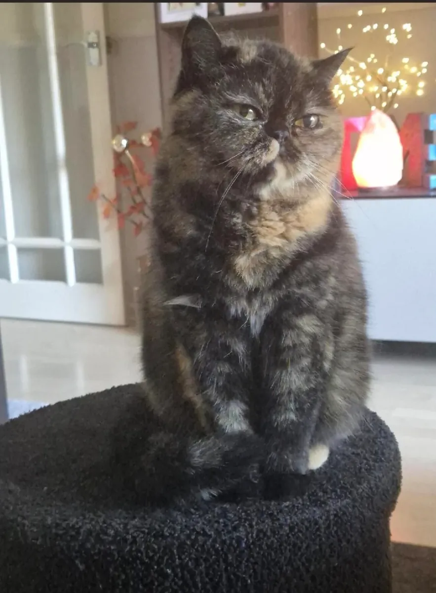 Chatte Exotic Shorthair calme cherche un foyer paisible