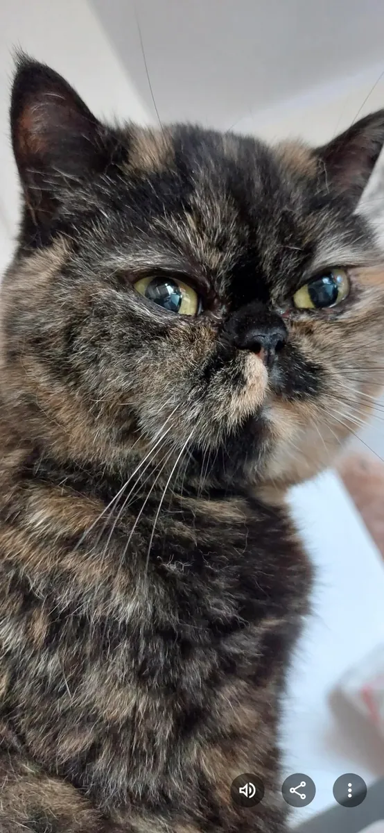 Chatte Exotic Shorthair calme cherche un foyer paisible