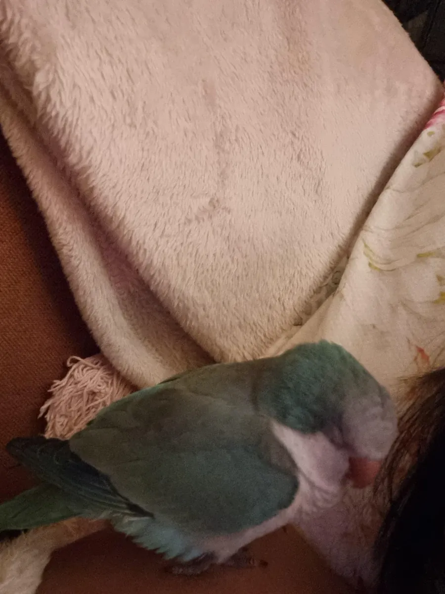 Perroquet Quaker bavard qui aime être de la partie.