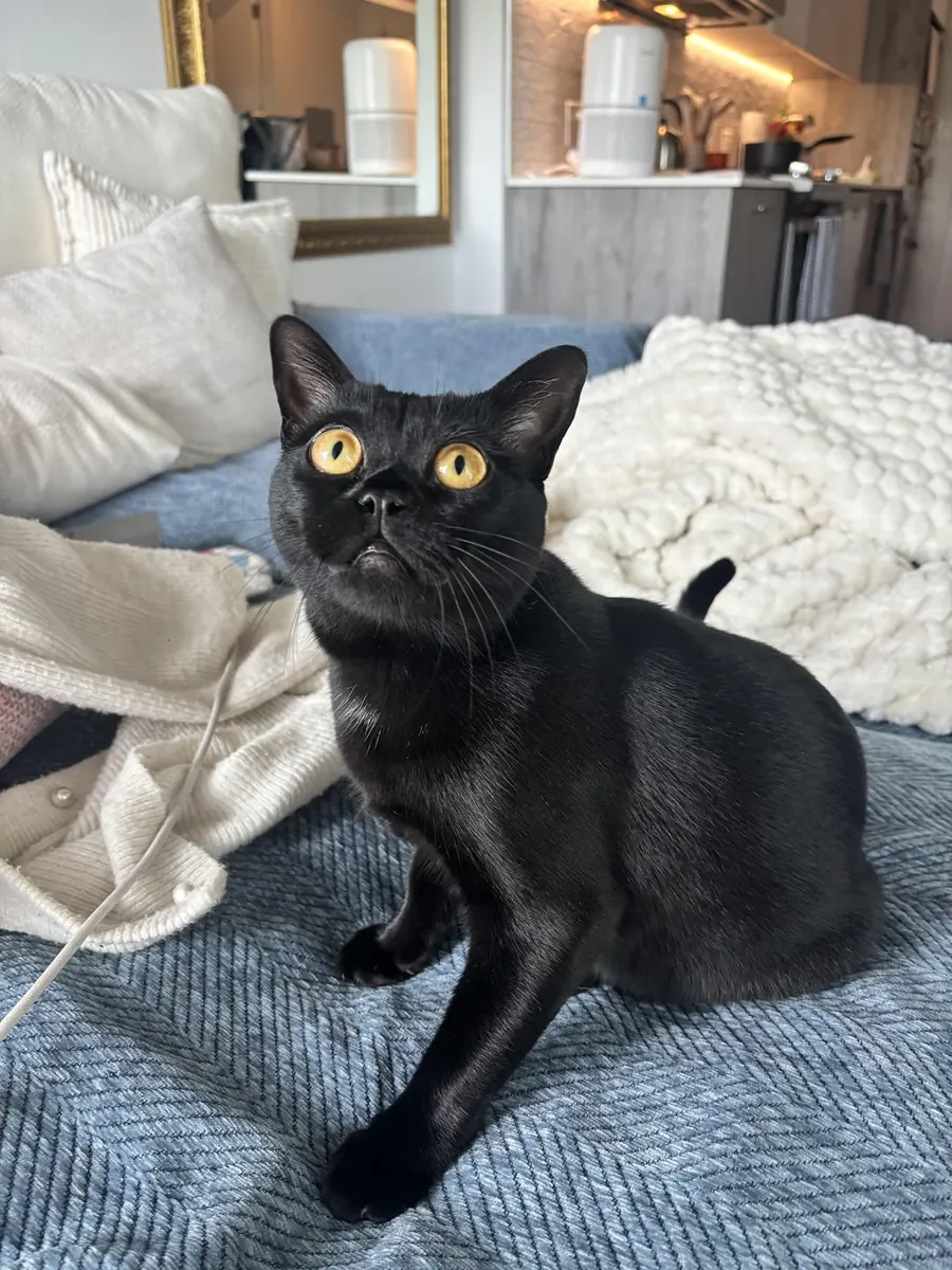 Chat Bombay noir disparu, avec une petite tache blanche sur la poitrine.