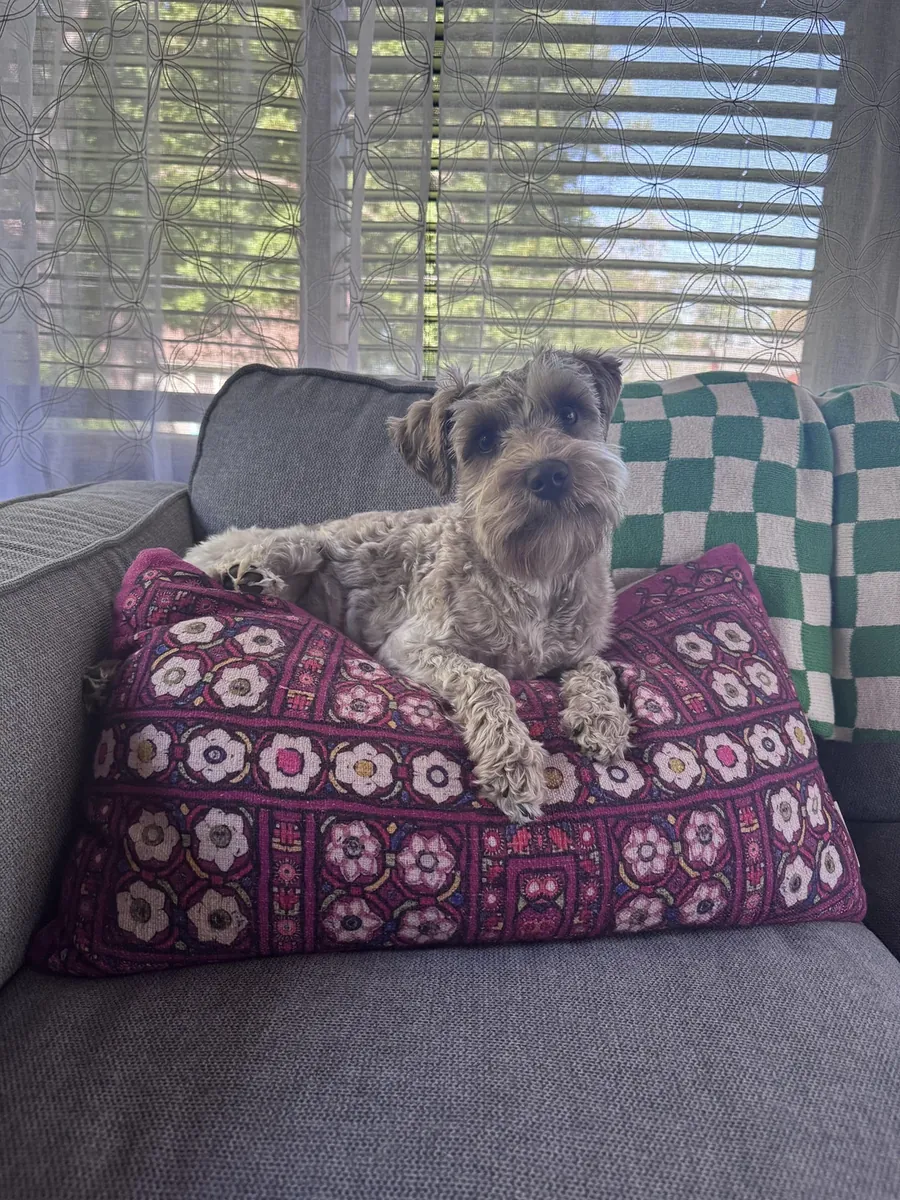 Schnauzer nain âgé cherche une famille de retraités paisible.