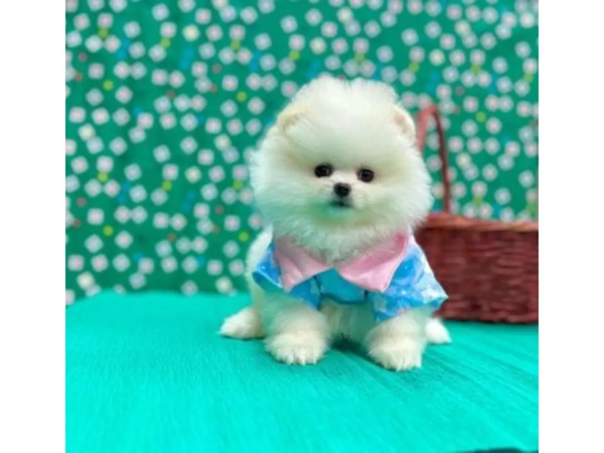 Aile ortamında büyütülmüş turuncu renkli erkek Pomeranya yavrusu.