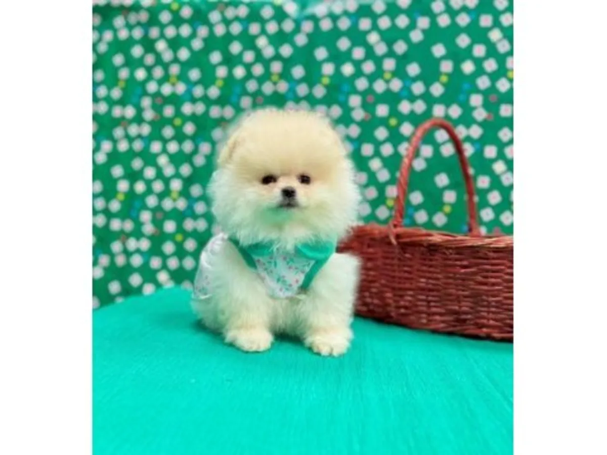 Aile ortamında büyütülmüş turuncu renkli erkek Pomeranya yavrusu.