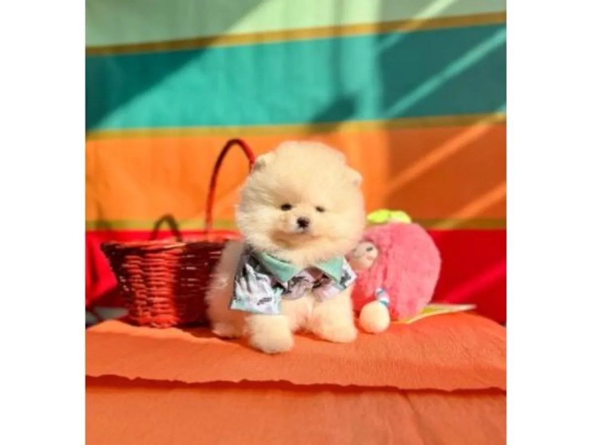 Krem rengi dişi Pomeranya köpeği, çok tatlı ve sosyal.