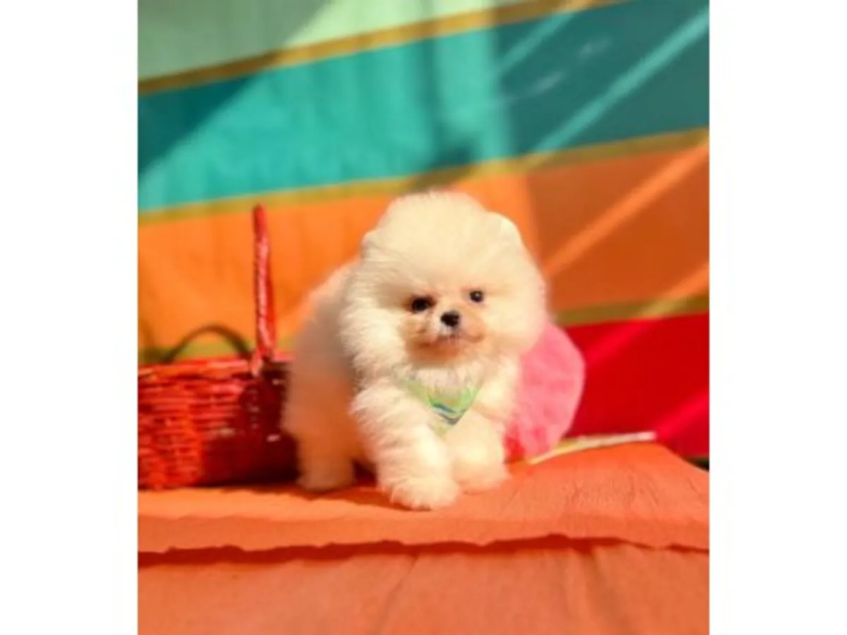 Krem rengi dişi Pomeranya köpeği, çok tatlı ve sosyal.