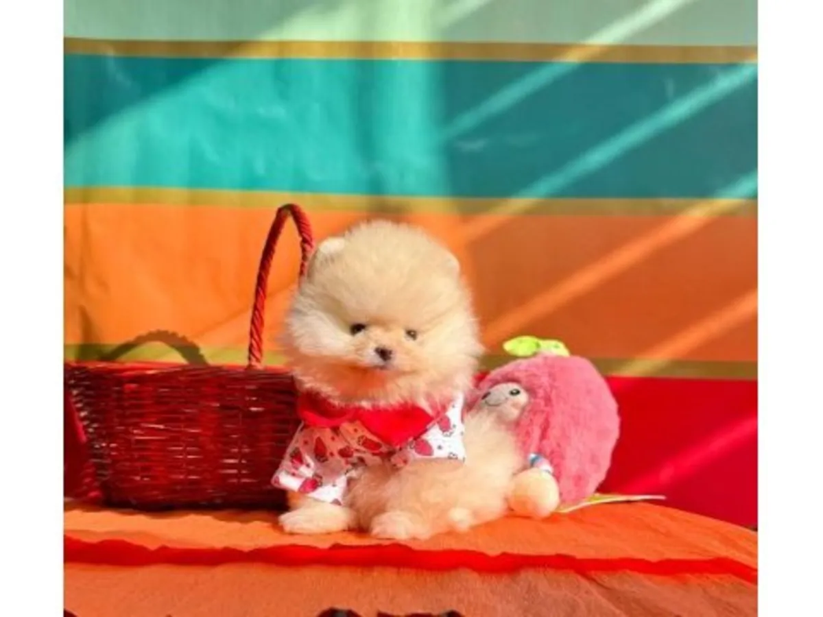 Krem rengi dişi Pomeranya köpeği, çok tatlı ve sosyal.