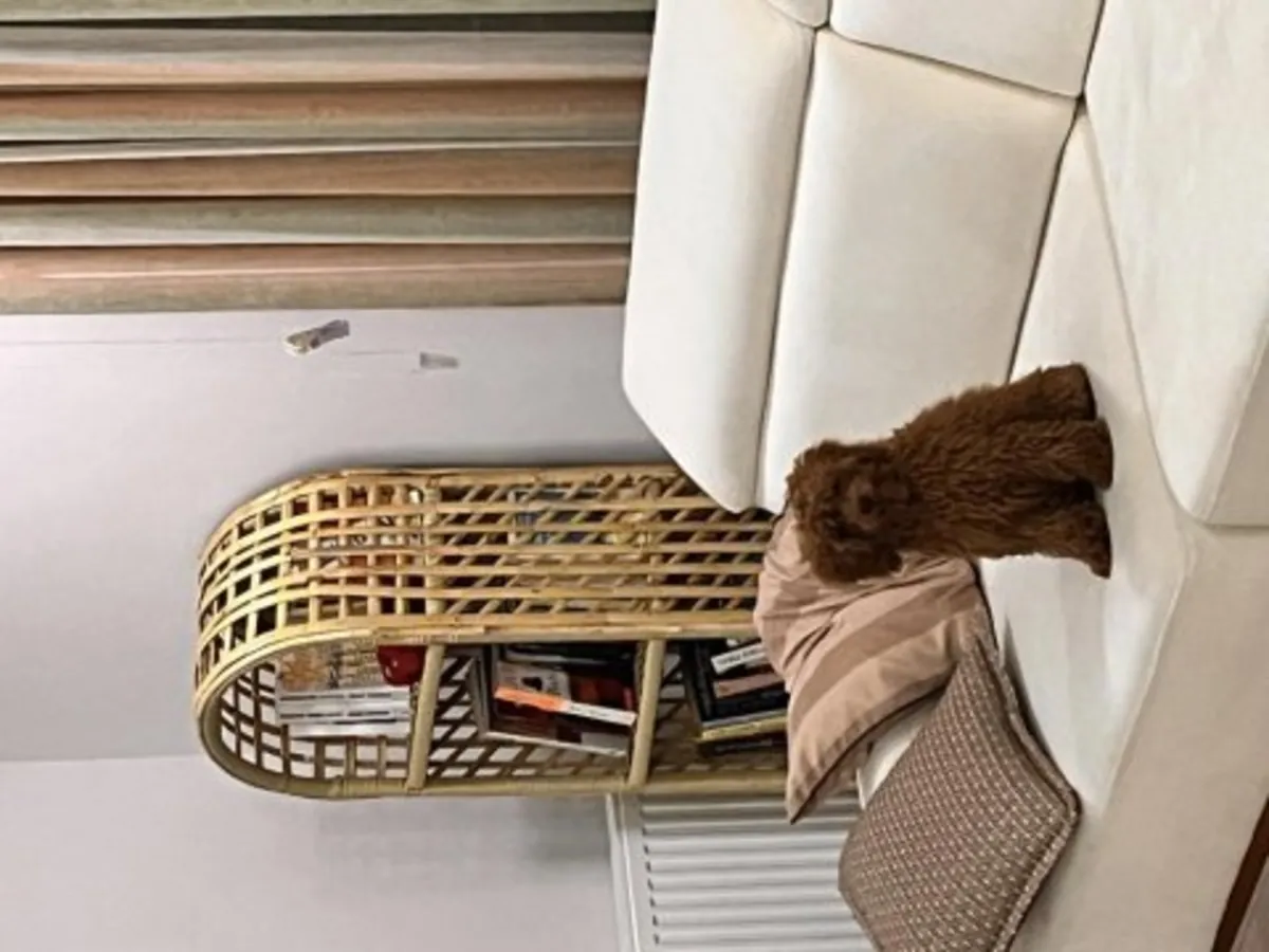 Zeki ve çok tetikte kırmızı renkli Oyuncak Kaniş yavrusu