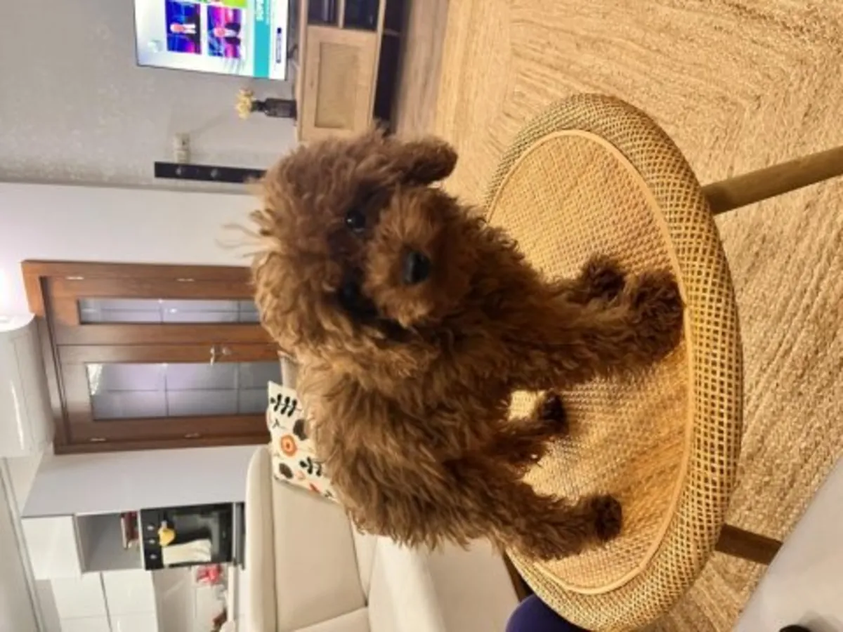 Zeki ve çok tetikte kırmızı renkli Oyuncak Kaniş yavrusu