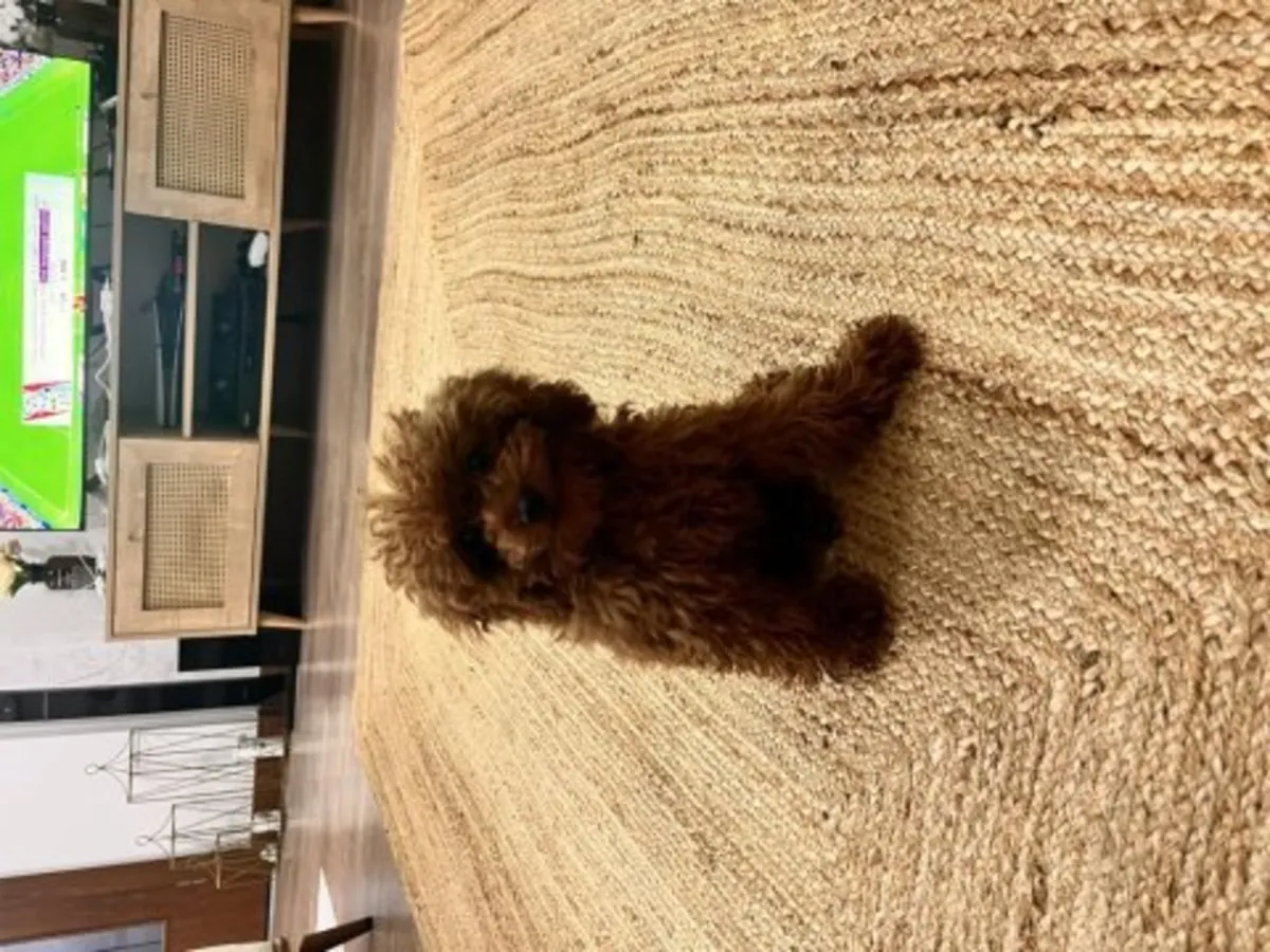 Zeki ve çok tetikte kırmızı renkli Oyuncak Kaniş yavrusu