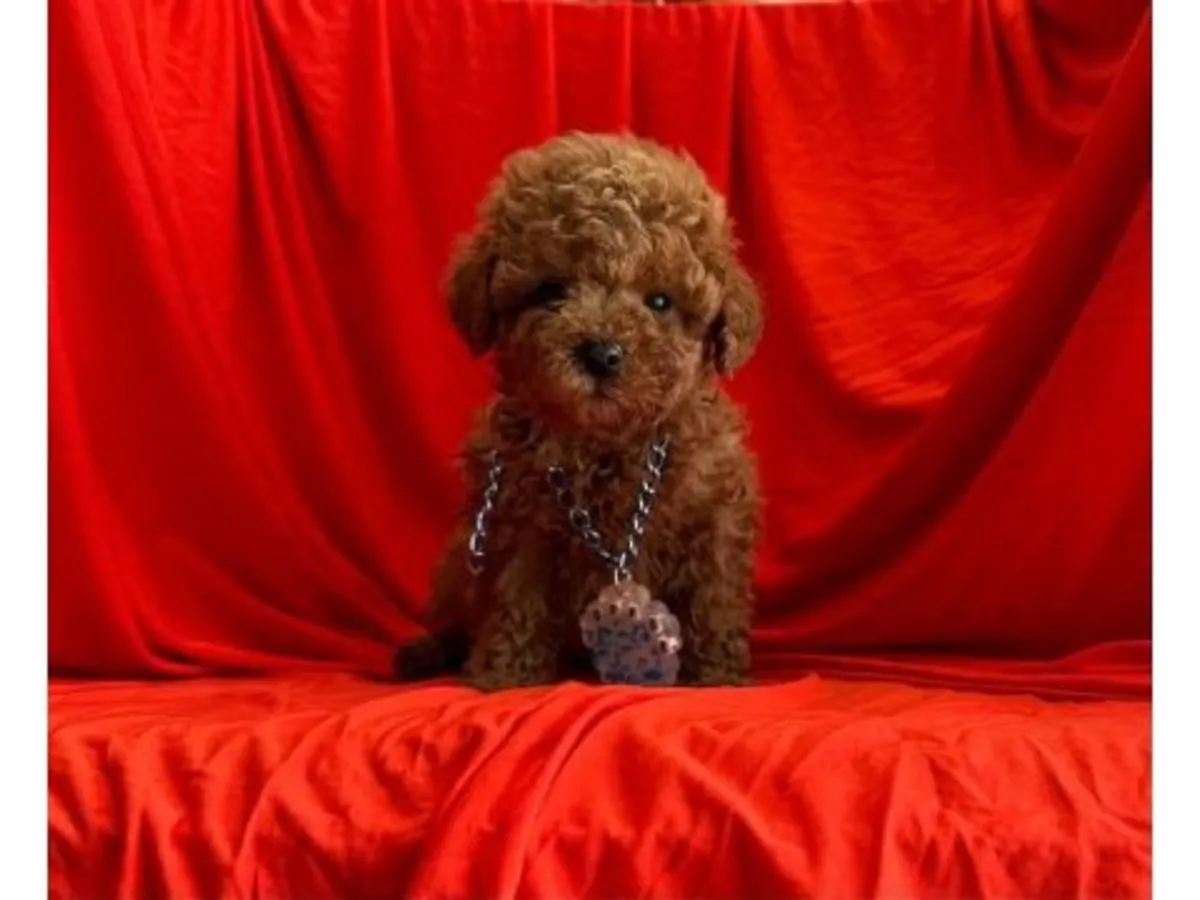 Dişi, kayısı rengi oyuncak kaniş, çok sevecen.