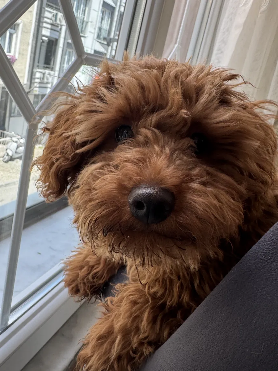 chiot mâle caniche nain