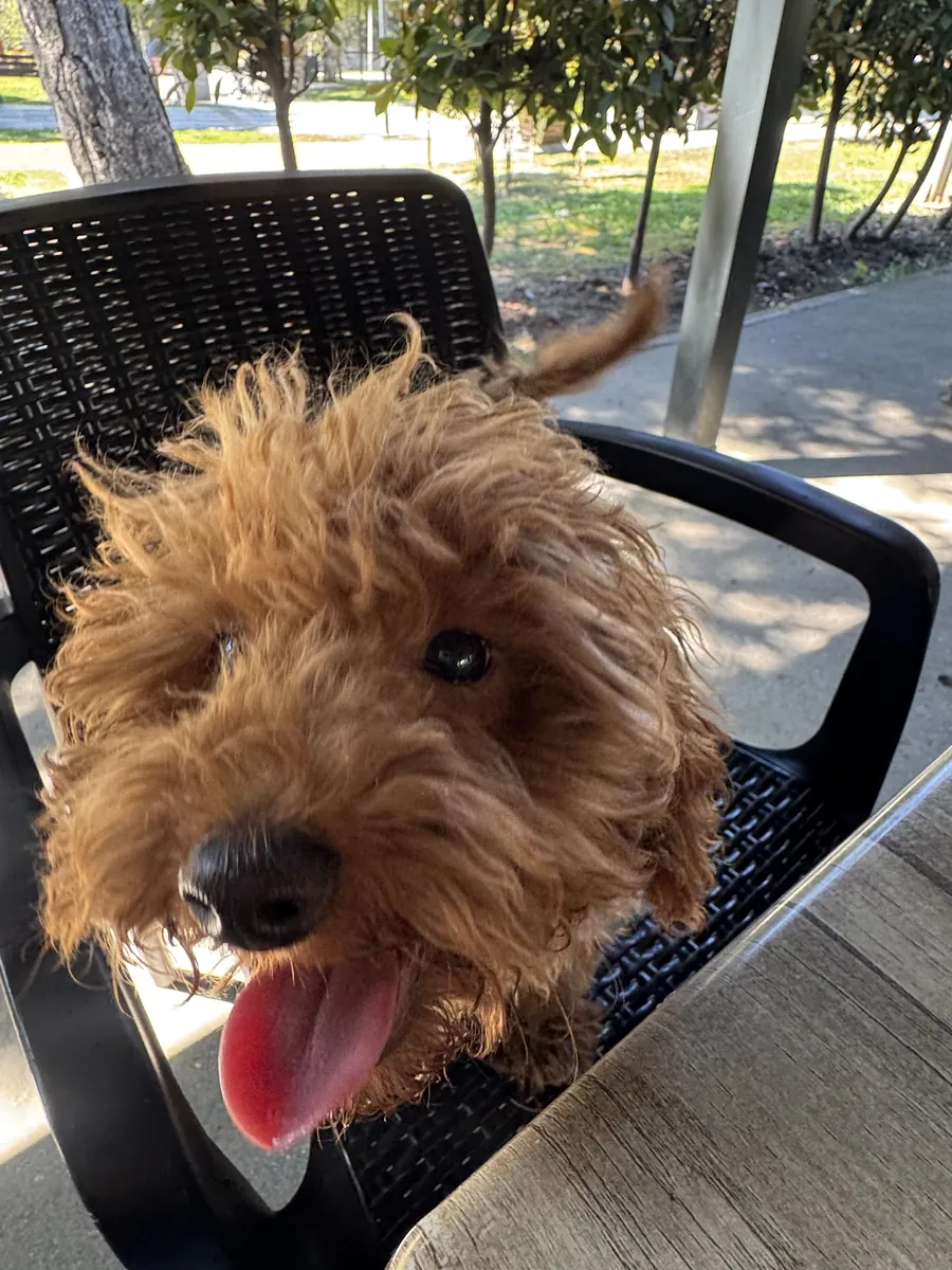 chiot mâle caniche nain