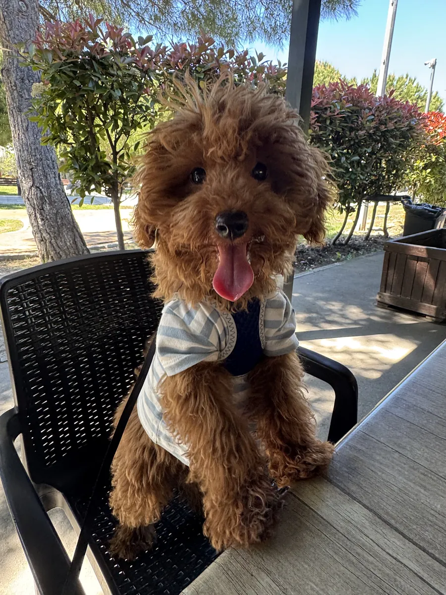 chiot mâle caniche nain