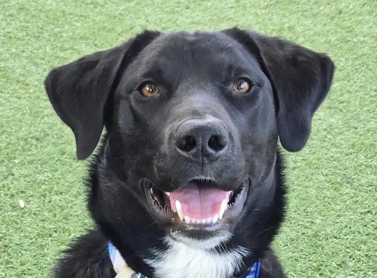 精力充沛、性情温和的拉布拉多犬