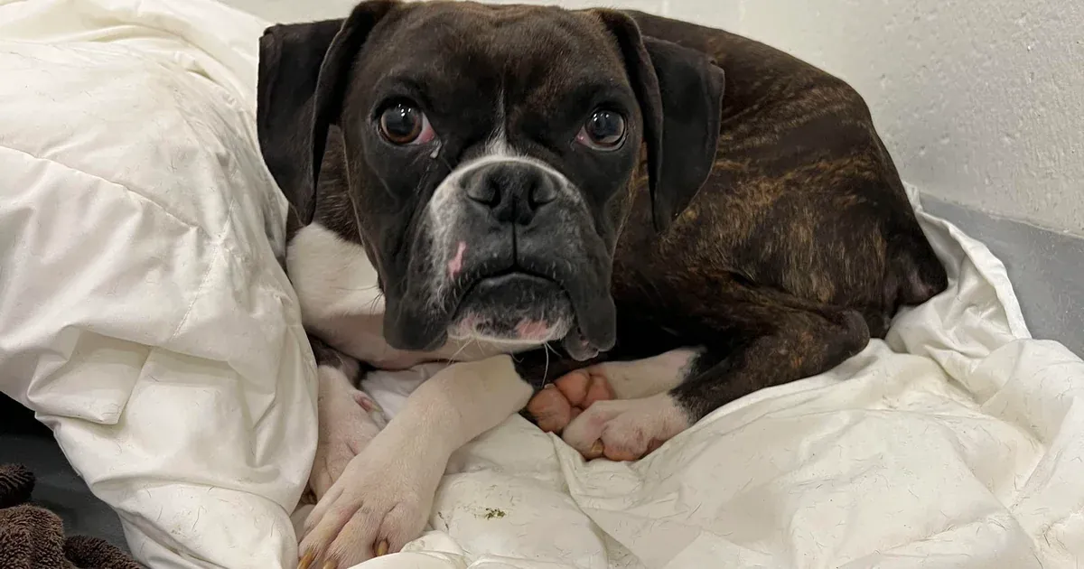 Nous souhaitons faire reproduire notre vieux Boxer, il a 7 ans.